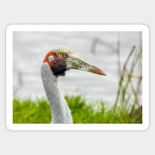 Brolga Sticker